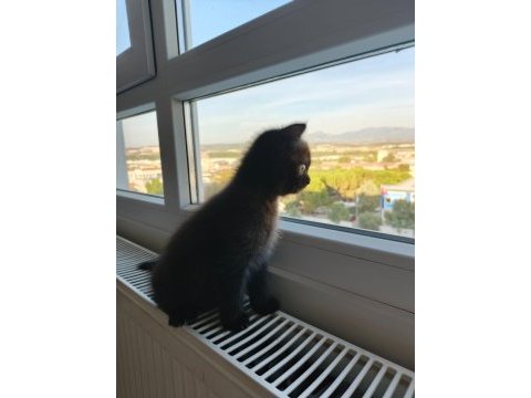 Güzeller güzeli british shorthair bebekler