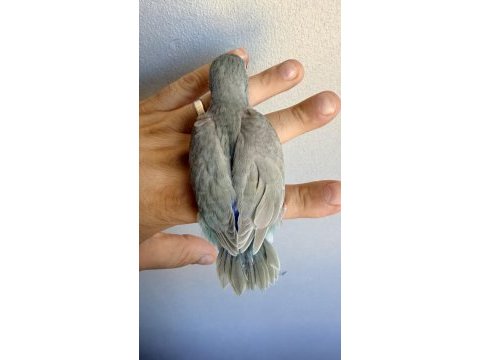 Fallow kırmızı göz turkuaz forpus bebekler