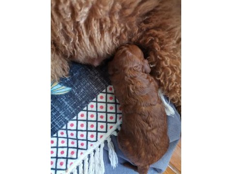 Toy poodle yavruları