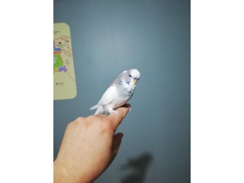 Erkek jumbo yavru muhabbet kuşu