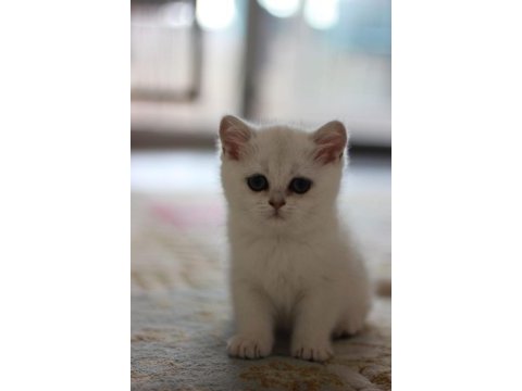 British shorthair golden ve silver yavrularımız