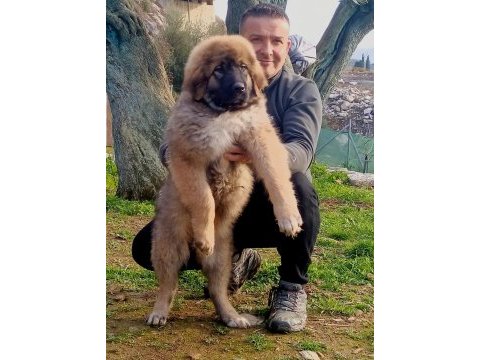 Kafkas çoban köpeği yavrusu