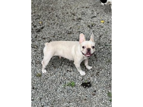Micro boy platinium dişi french bulldog