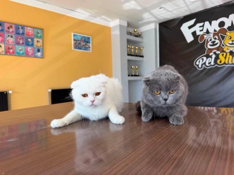 6 aylık scottish fold yavruları ücretsiz
