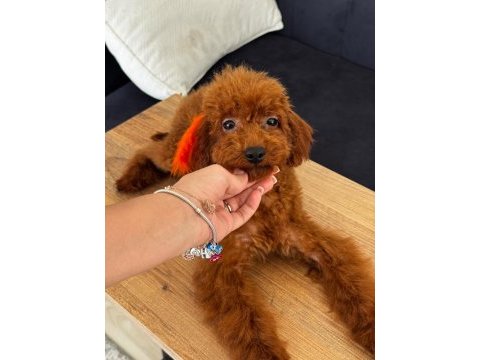 Altı aylık poodle koreler