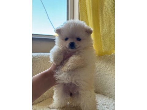 Pomeranian boo yavrularımız