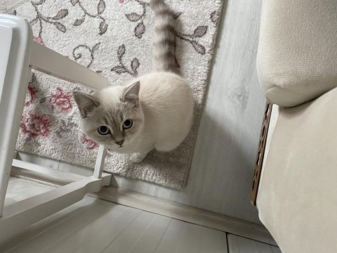 8 aylık erkek british shorthair