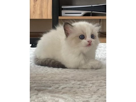 Ragdoll yavrular