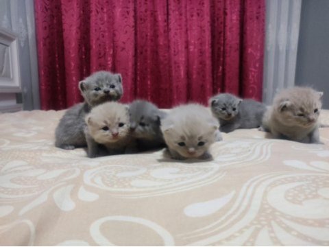 Saf british shorthair yavrular 25 günlük