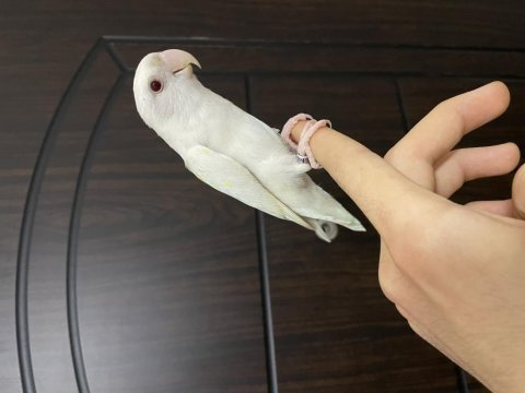 Yavru albino sevda papağanı