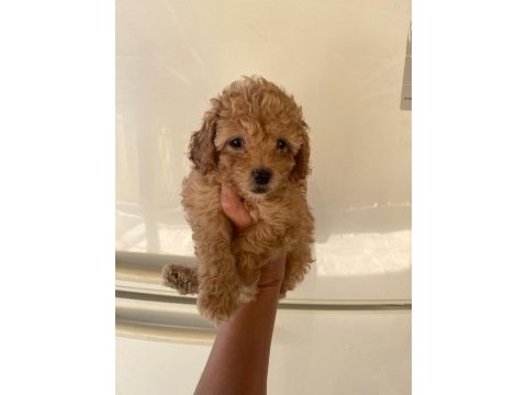 Irk ve sağlık garantili maltipoo beybi
