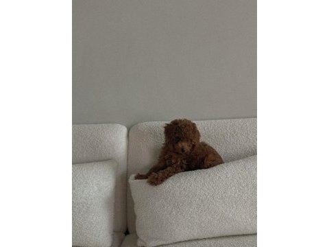  bir bakışta âşık olacağınız poodle