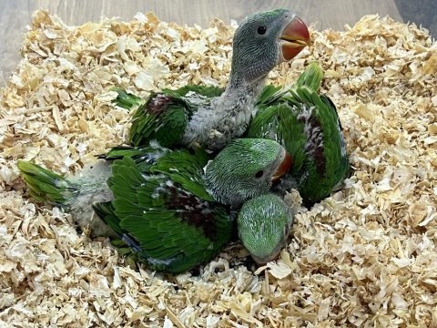 El besleme yerli üretim bebek alexander papağanlarımız