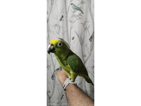 Sarı alın amazon papağanı full evcil