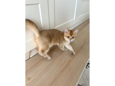Golden ny11 erkek kedimiz yavru teslime hazır