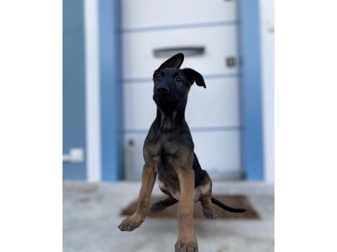 Belçika malinois yavruları