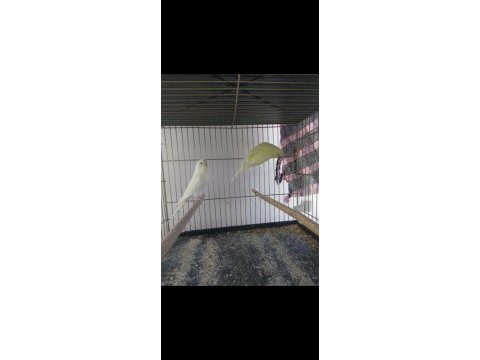 4 katlı kafes ve tüm malzemeleriyle muhabbet kuşlar
