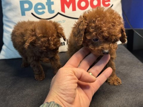 Wc eğitimlli 4 aylık dişi 700 gr tea cup kore poodle