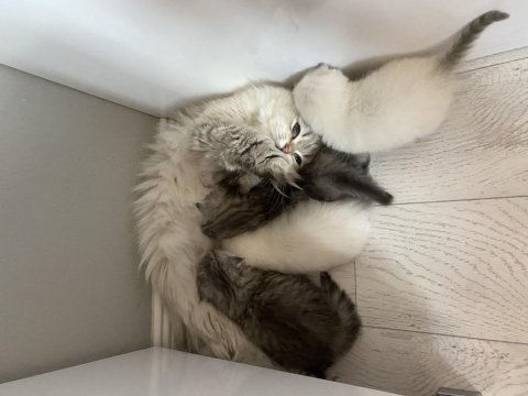 Sağlıklı 26 günlük bebeklerimiz scottish fold