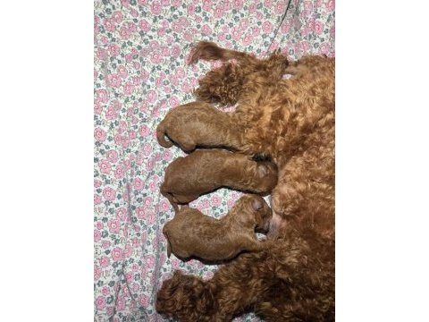Orjinal poodle
