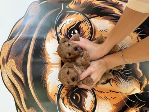A kalite mini boy maltipoo
