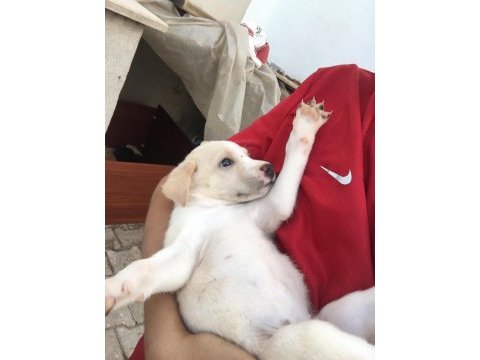 Bebek köpekler tamamen ücretsiz sapilendirilecektir