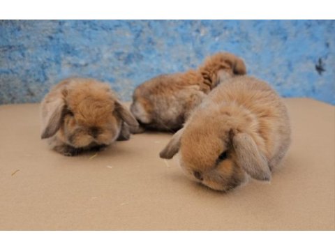 Mini lop tavşan bebeklerimiz