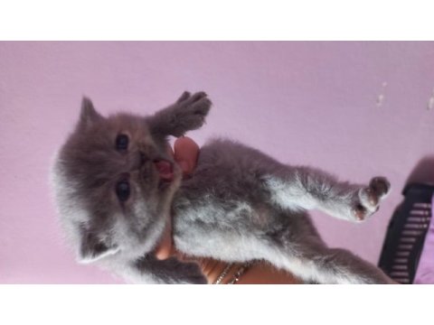 British shorthair