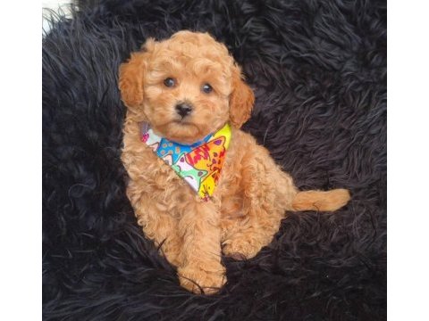 Toy poodle köpeği