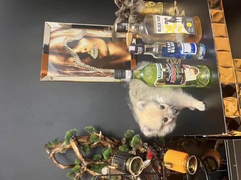 Tilki suratlı pomeranian boo