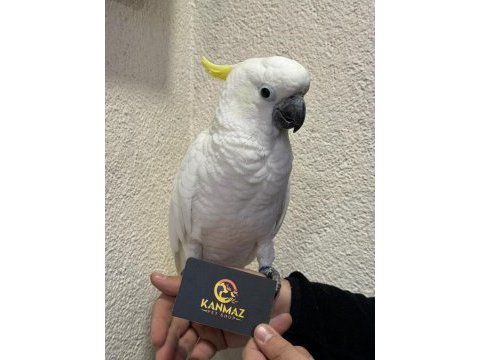 Evcil kakadu papağanlarımız gönderim sağlıyoruz