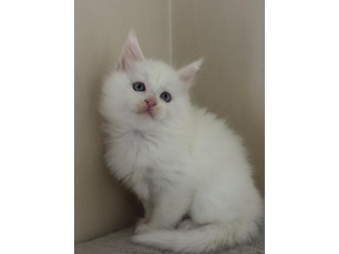 Safkan mavi gözlü maine coon xxl şecereli