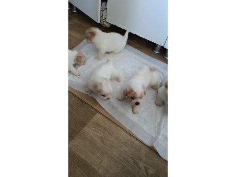 Maltipoo köpeği yavrularımız