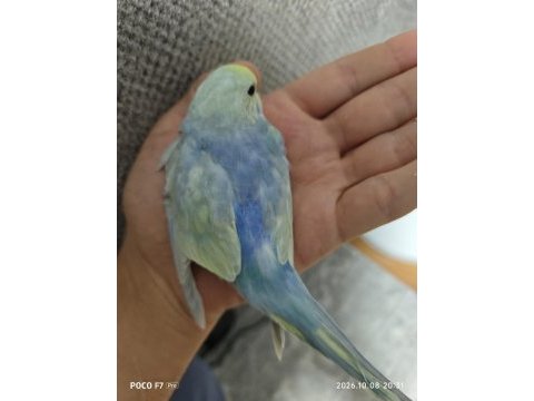 Rainbow muhabbet kuşlarımız