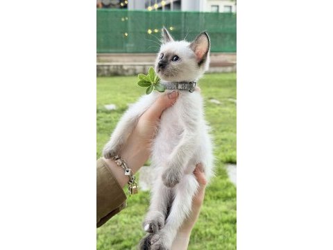3 aylık yakışıklı siyam yavruları