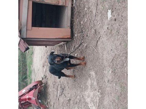 Rottweiler 3,5 yaşında sahiplendirme