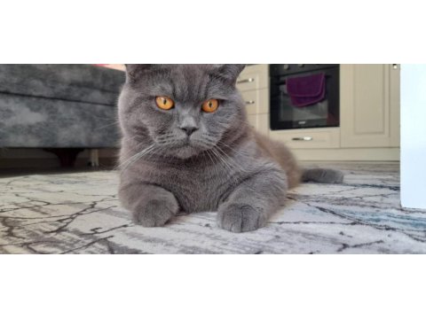 Safkan british shorthair