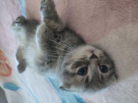Pamuk şekeri koca kafalı british shorthair bebekler