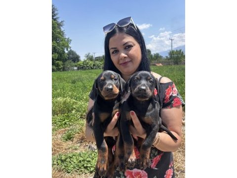 Üst kalite doberman yavrularım