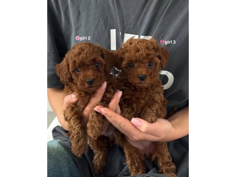 Koyu renk toy poodle yavruları