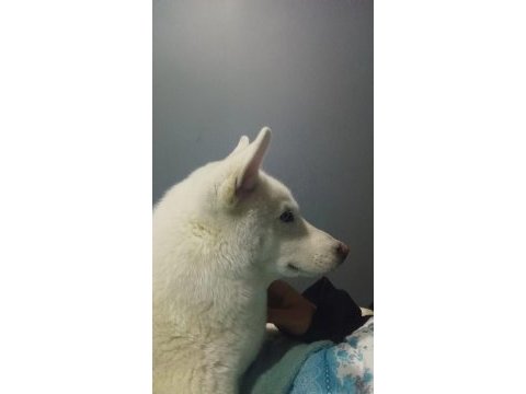 6 aylık erkek husky