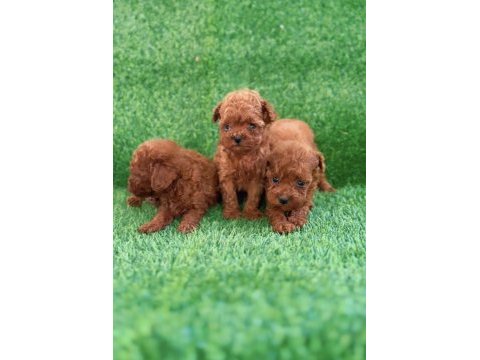 Teacup kore poodle yavrular