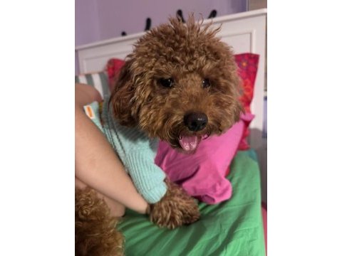 10 aylık poodle her şeyi hazır