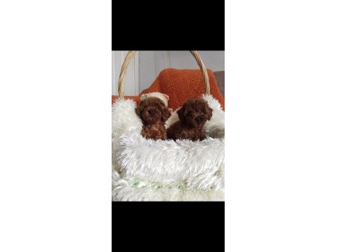 Teacup boy kore poodle yavrularımız