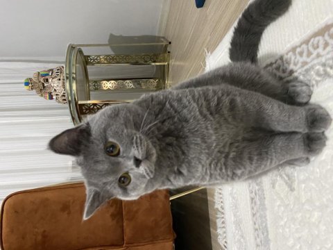 British shorthair erkek 7 aylık