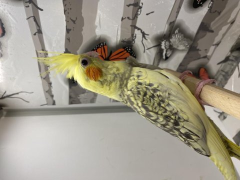 45 günlük yeni yeme düşmüş sultan papağanı harika
