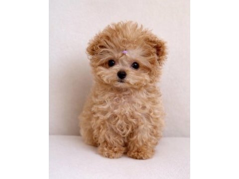 Aşılı toy poodle yavrular yeni ailesini bekliyor