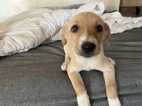 Jack russell pinscher melezi yavru