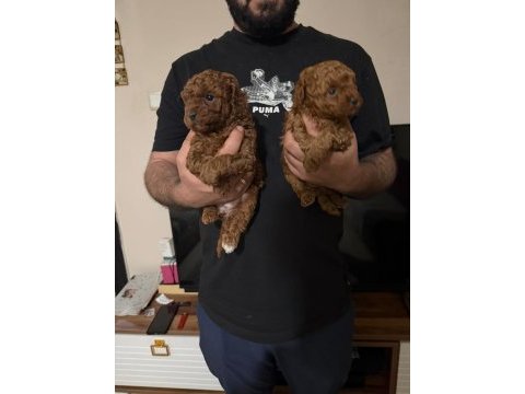 A kalite poodle yavrular