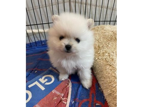 Orjinal pomeranian